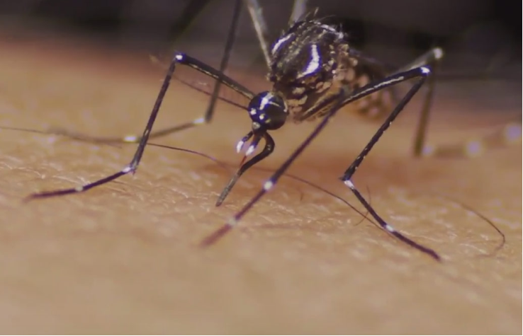 Mosquito, Aedes aegypti